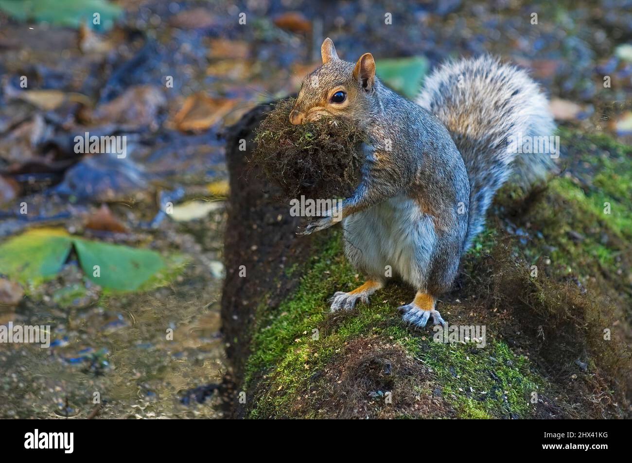 Gray Squirrel. Sciurus Carolinensis. Jamaica Bay, Gateway NRA. A gray squirrel gathering moss to line its nest. Stock Photo