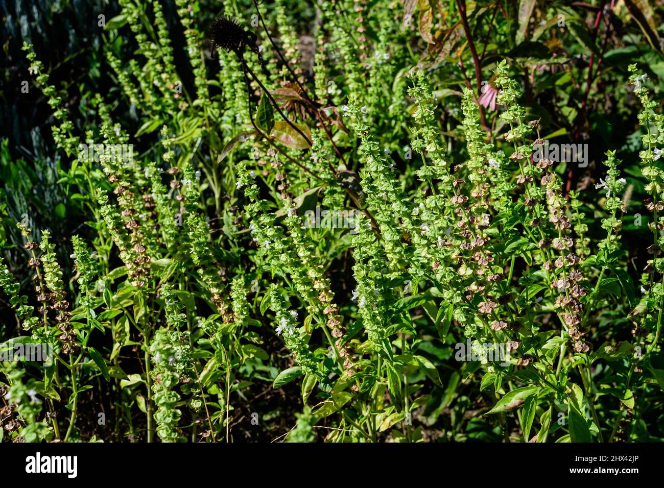 Close up of many small fresh green basil leaves and flowers in a sunny autumn organic garden, healthy vegan herbs photographed with soft focus Stock Photo