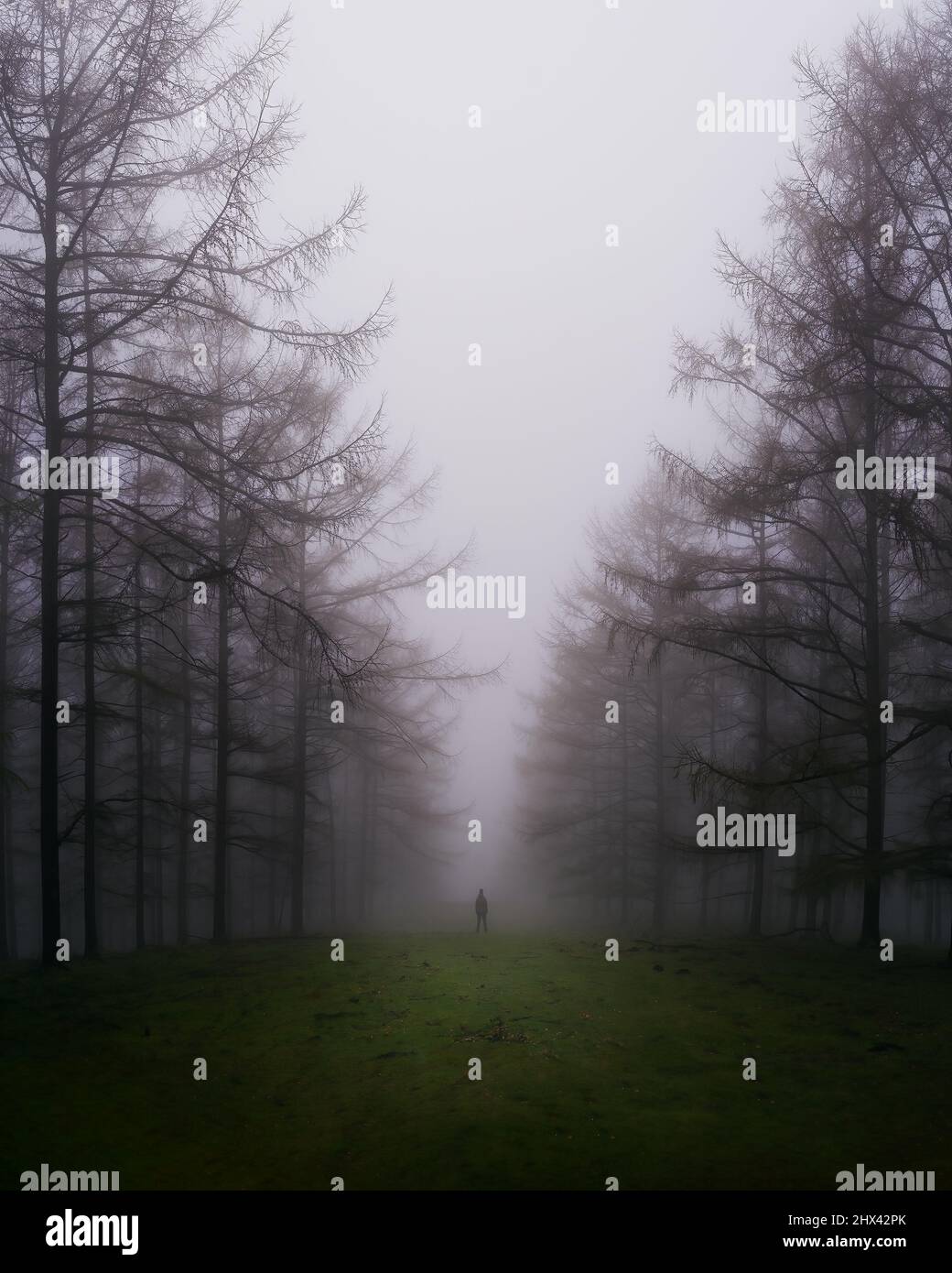 Man in a foggy forest Stock Photo