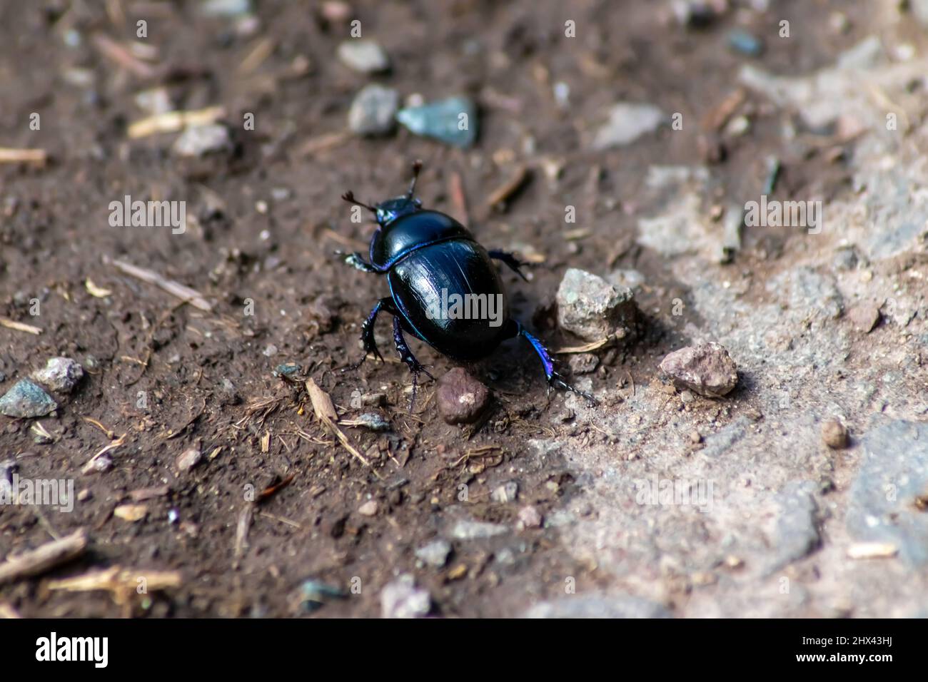 Close up of dung beetle Stock Photo