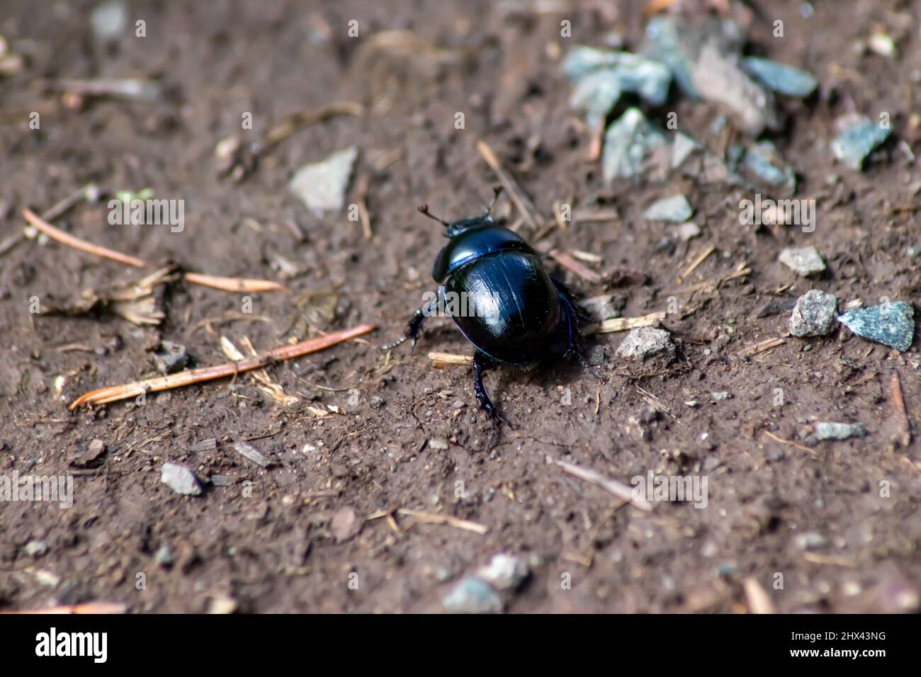 Close up of dung beetle Stock Photo