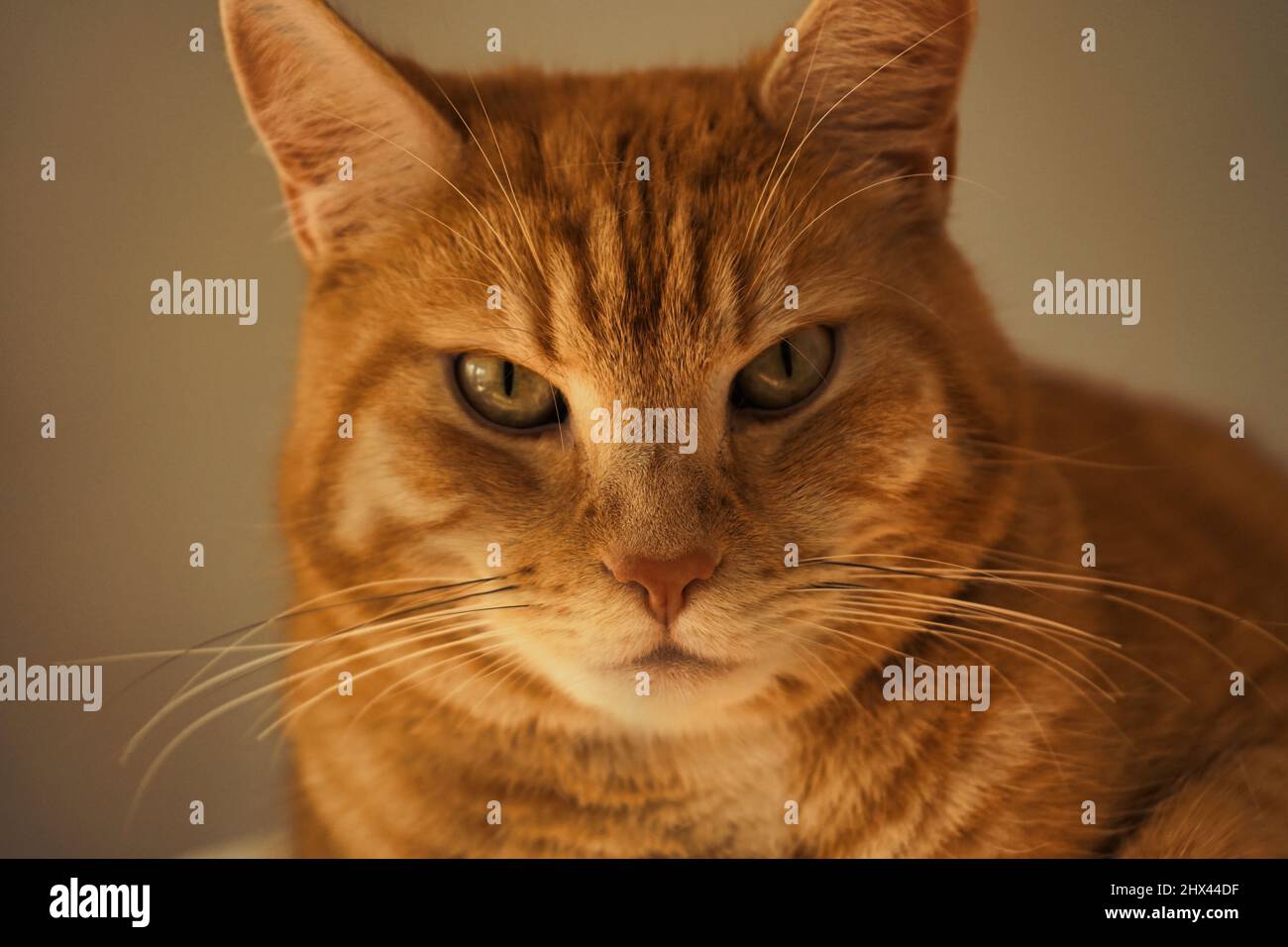 Bildschöne Katzenaugen - Portrait Stock Photo