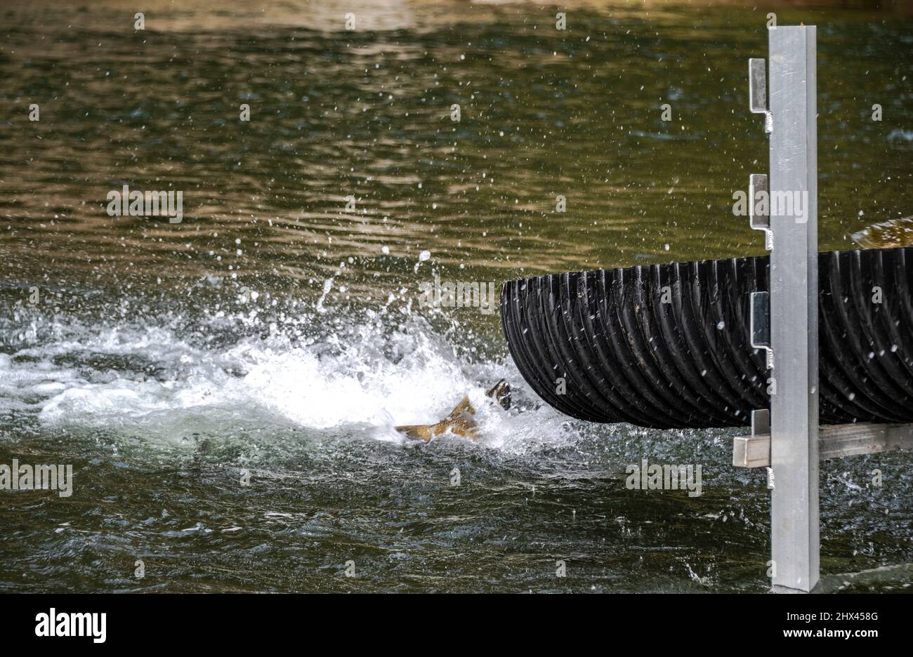 salmon being released into the Green River from the Muckleshoot Indian Tribe hatchery Stock Photo