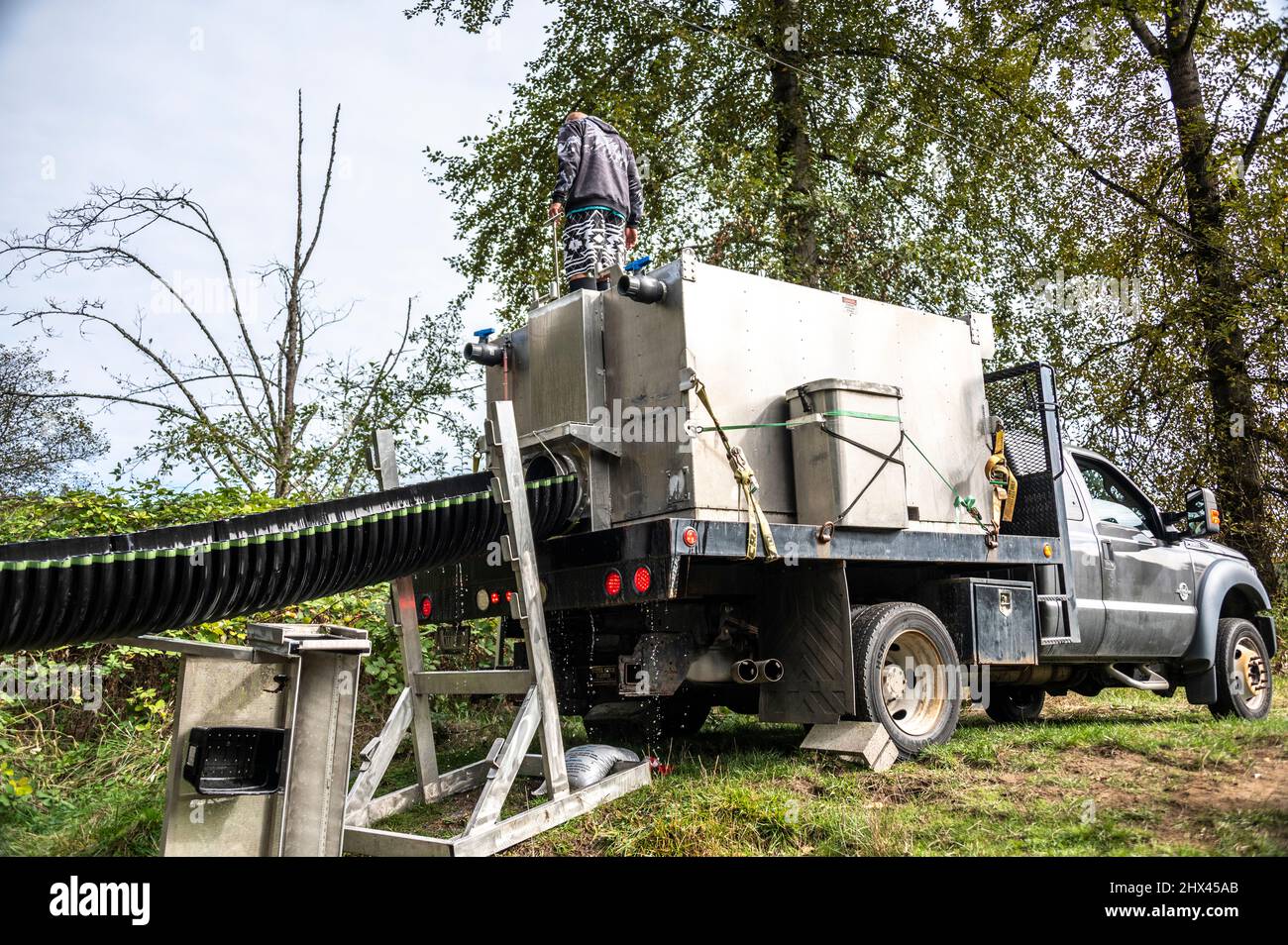 salmon fish hatchery truck from the Muckleshoot Indian Tribe releasing salmon into the Green River protected water Stock Photo