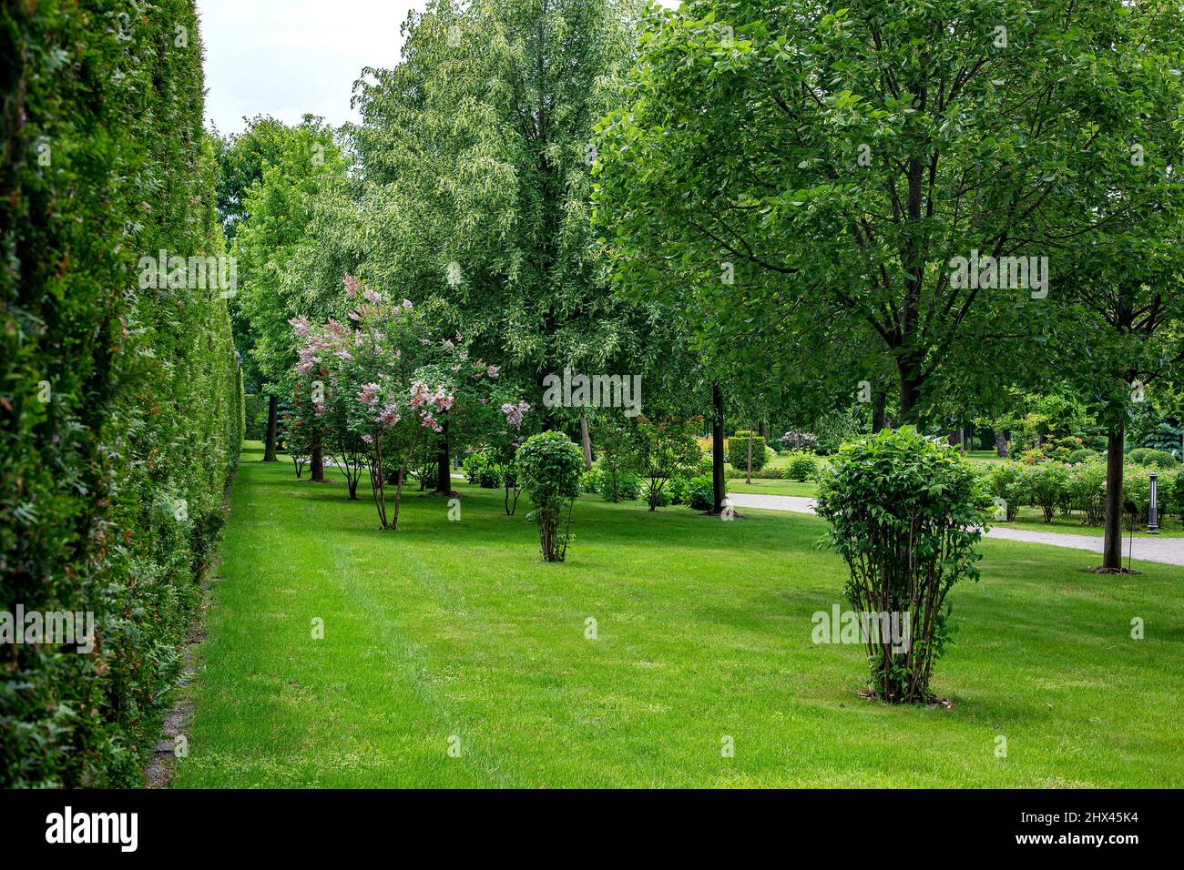 high hedge wall of evergreen arborvitae thuja near of green meadow turf lawn with a deciduous bushes and trees landscape on backyard scenic place, nob Stock Photo