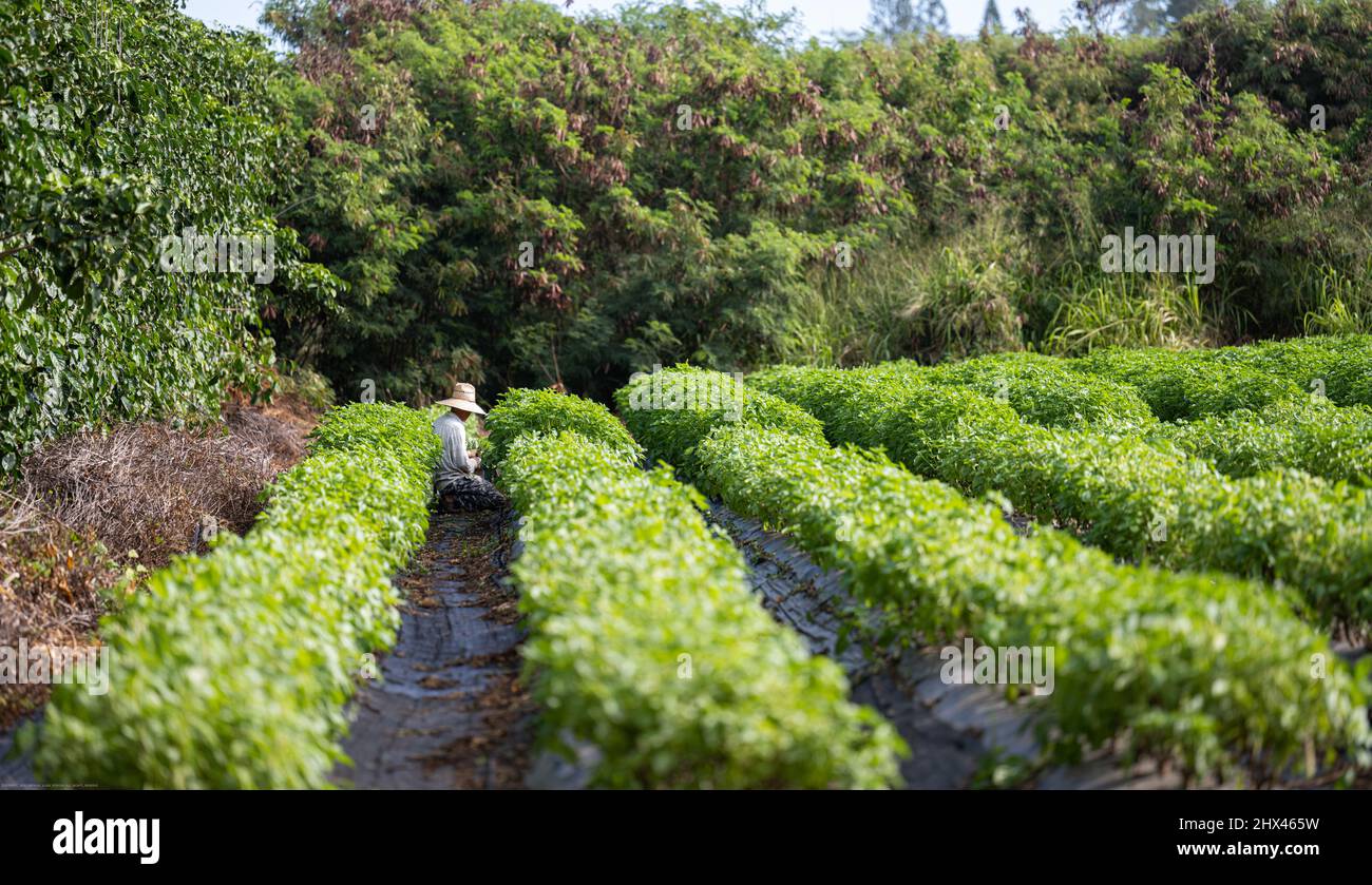 Farm planting labor Stock Photo