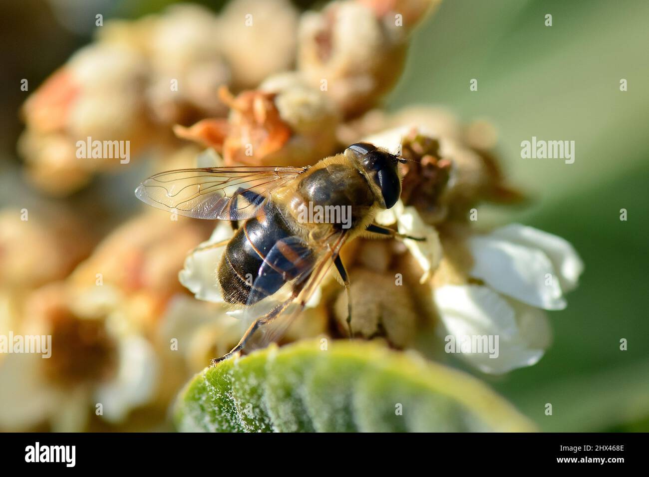 common drone fly, Mistbiene, Éristale gluante, Eristalis tenax