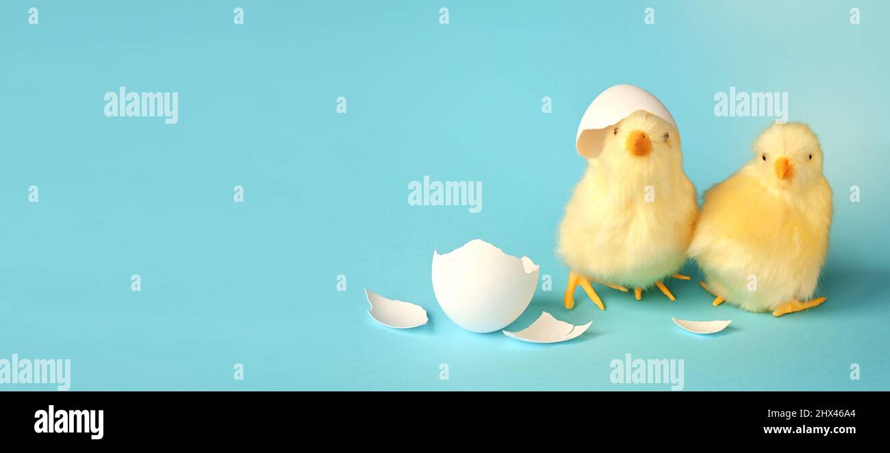 Funny newborn chick with broken egg shell on head, conceptual scene just born. Stock Photo