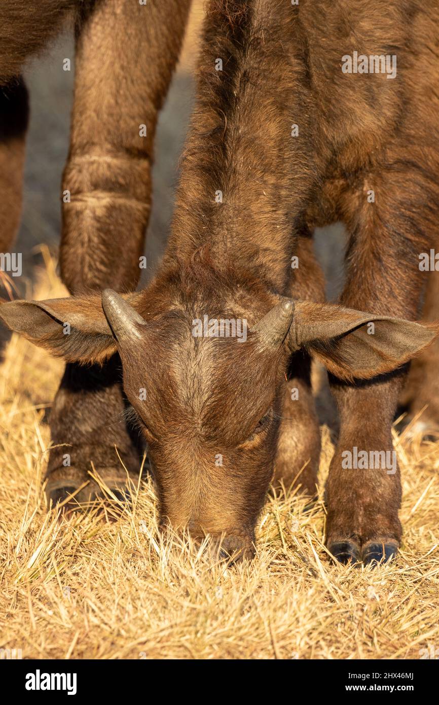 African Buffalo Calf, Kruger National Park Stock Photo