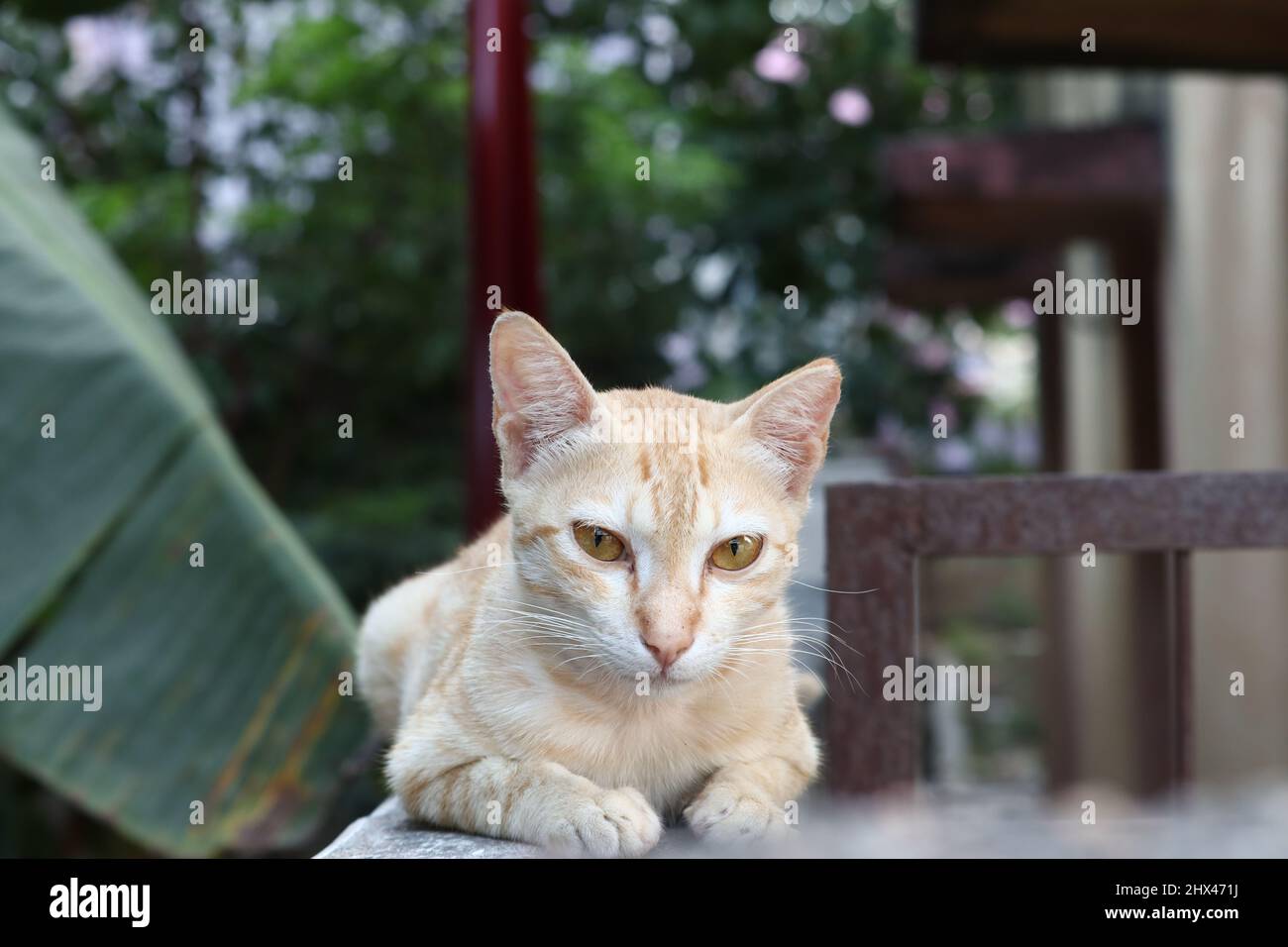 A Brown Pet Cat Sitting on the Wall Looking Keen to the Camera Stock Photo