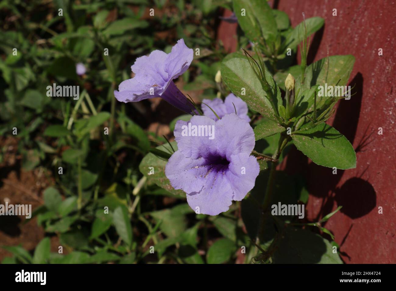 Close up of Ruellia or wild Petunia plant with purple flowers and buds and pods near a cement wall Stock Photo