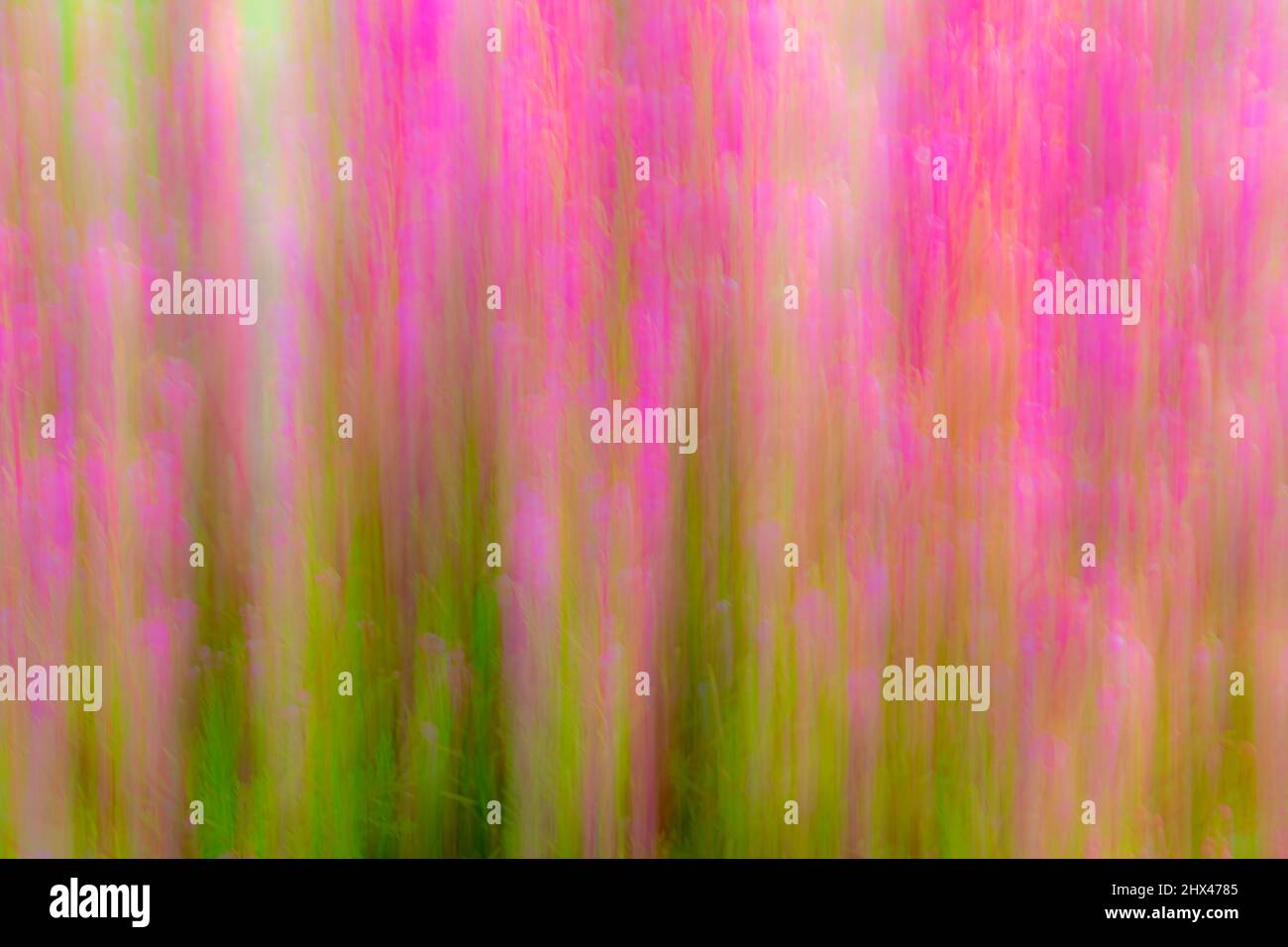 An intential camera movement abstract image of pink flowers against green foilage. Stock Photo