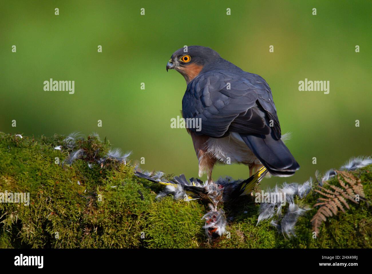 Bird of Prey - Sparrowhawk (Accipiter nisus), also known as the ...