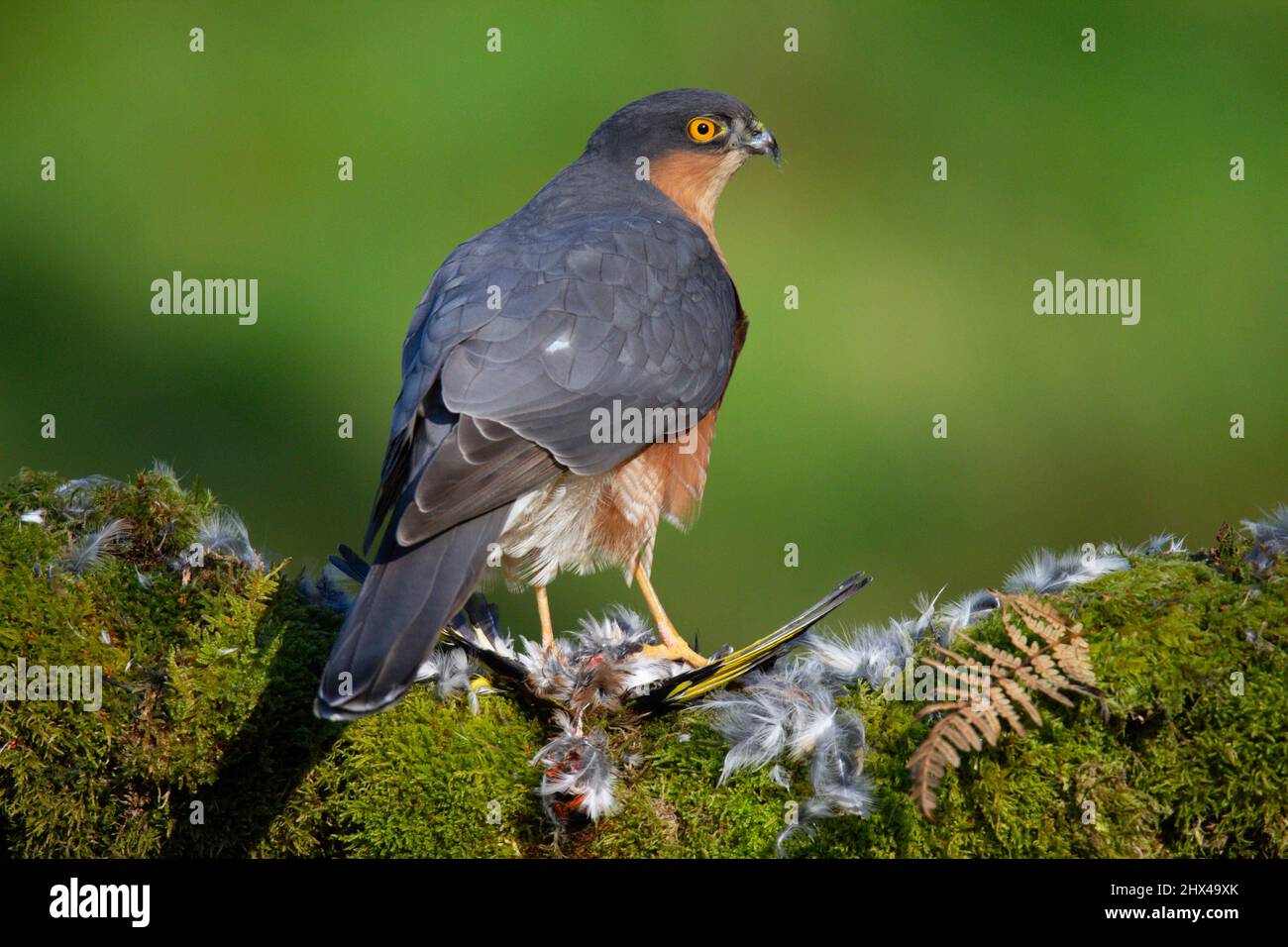 Bird of Prey - Sparrowhawk (Accipiter nisus), also known as the ...