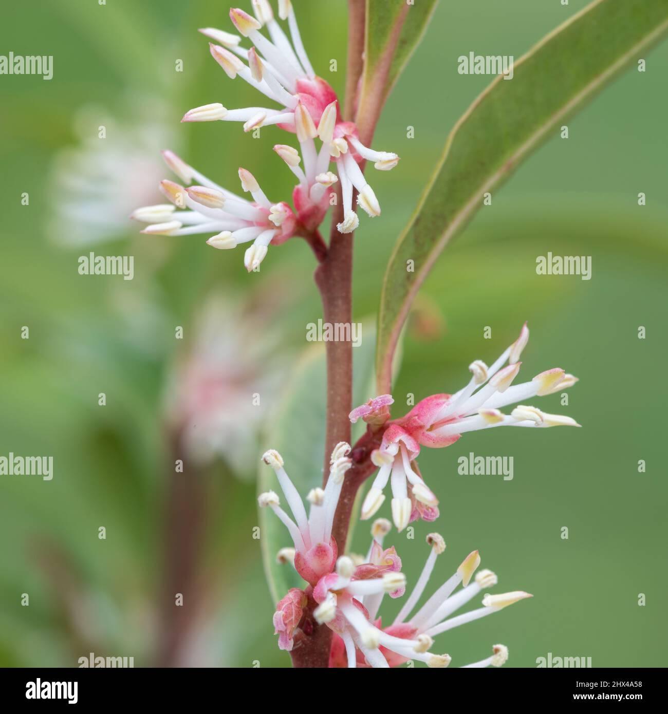 Macro shot of Himalayan sweet box (sarcocca hookeriana) flowers in bloom Stock Photo
