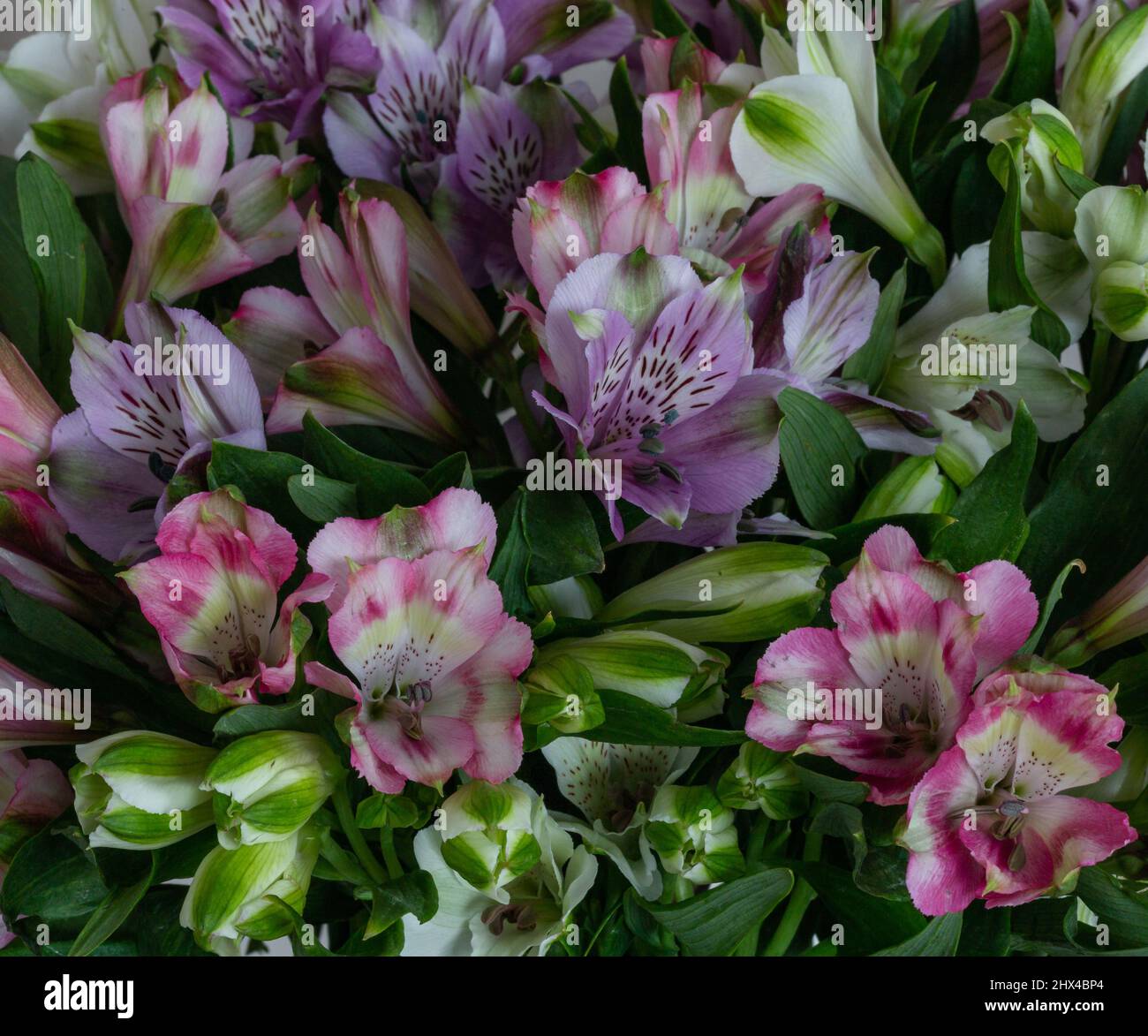 Close-up of mixed Alstroemeria flowers. Stock Photo