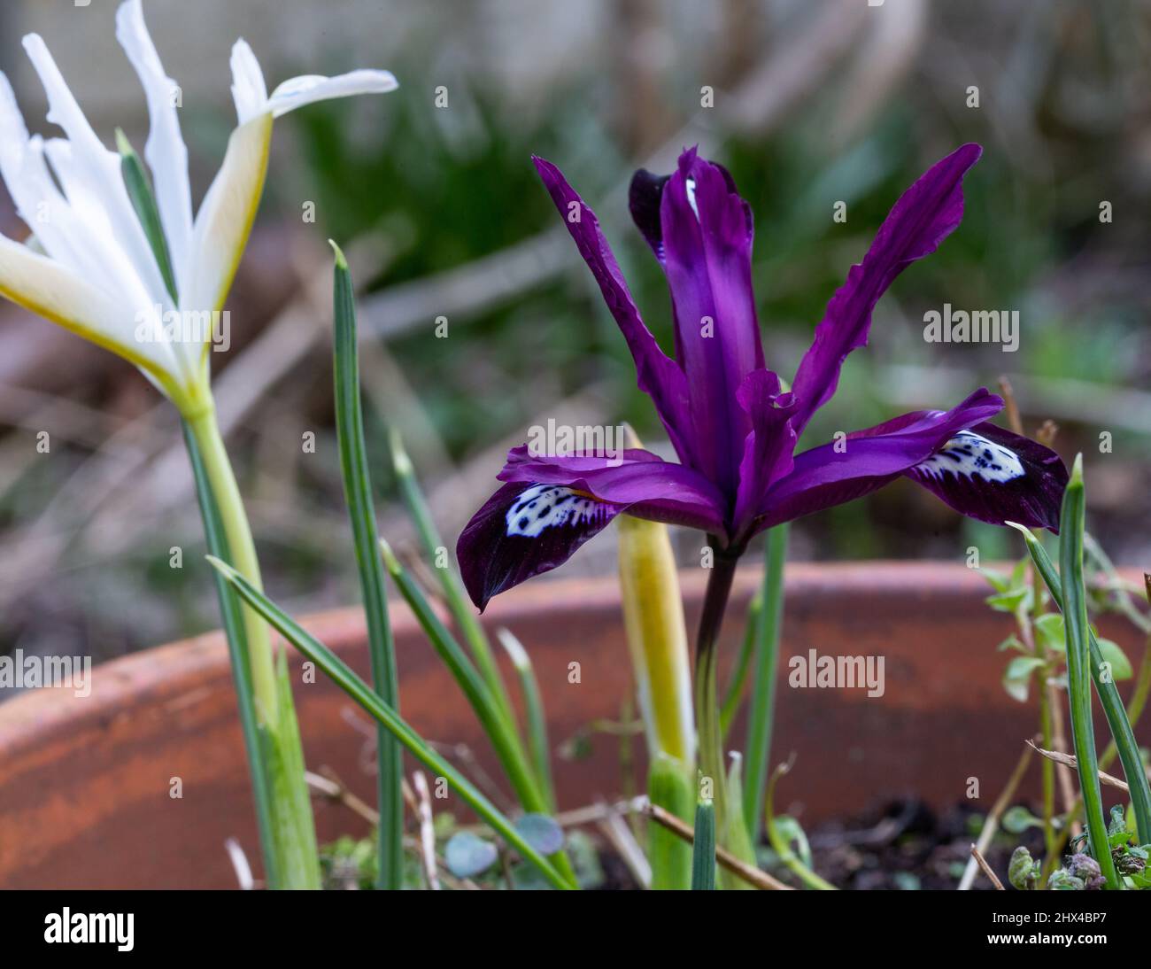 Two varieties of Iris Reticulata - Iris Reticulata 'Pauline' is purple with white markings. Iris Reticulata 'Caucasus' is white with yellow markings. Stock Photo