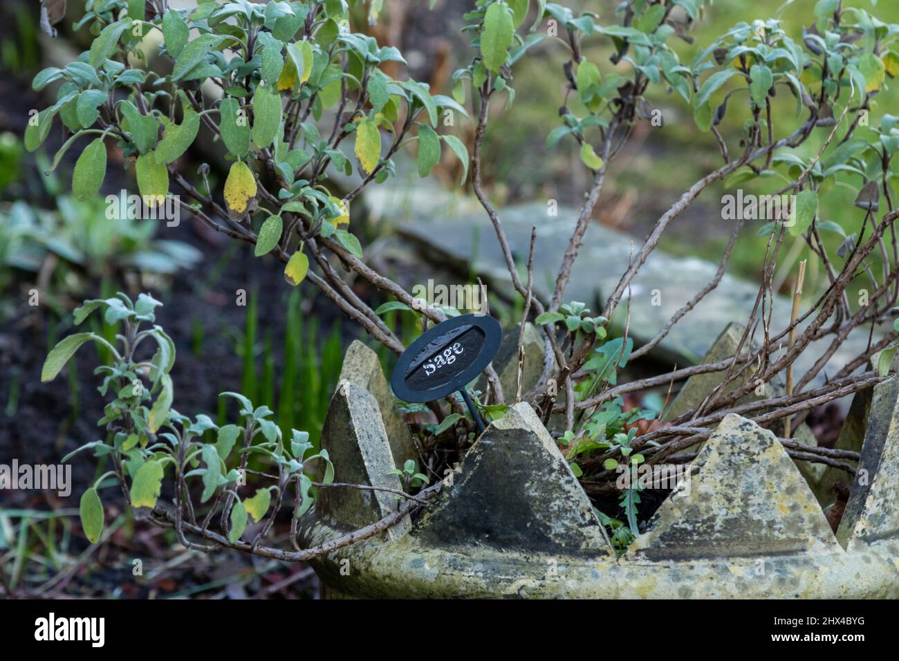 A sage plant in winter. This labelled plant is part of a herb garden