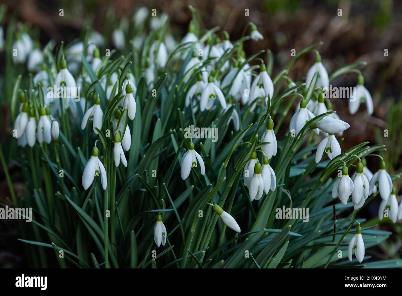Snowdrops in the green growing under trees. This variety with a green centre is Galanthus Nivalis. Stock Photo