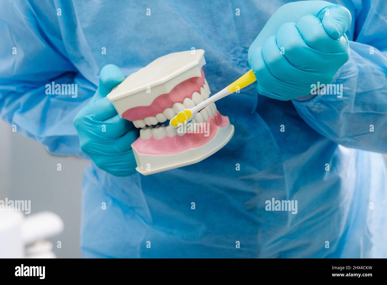 A model of a human jaw with teeth and a toothbrush in the dentist's ...