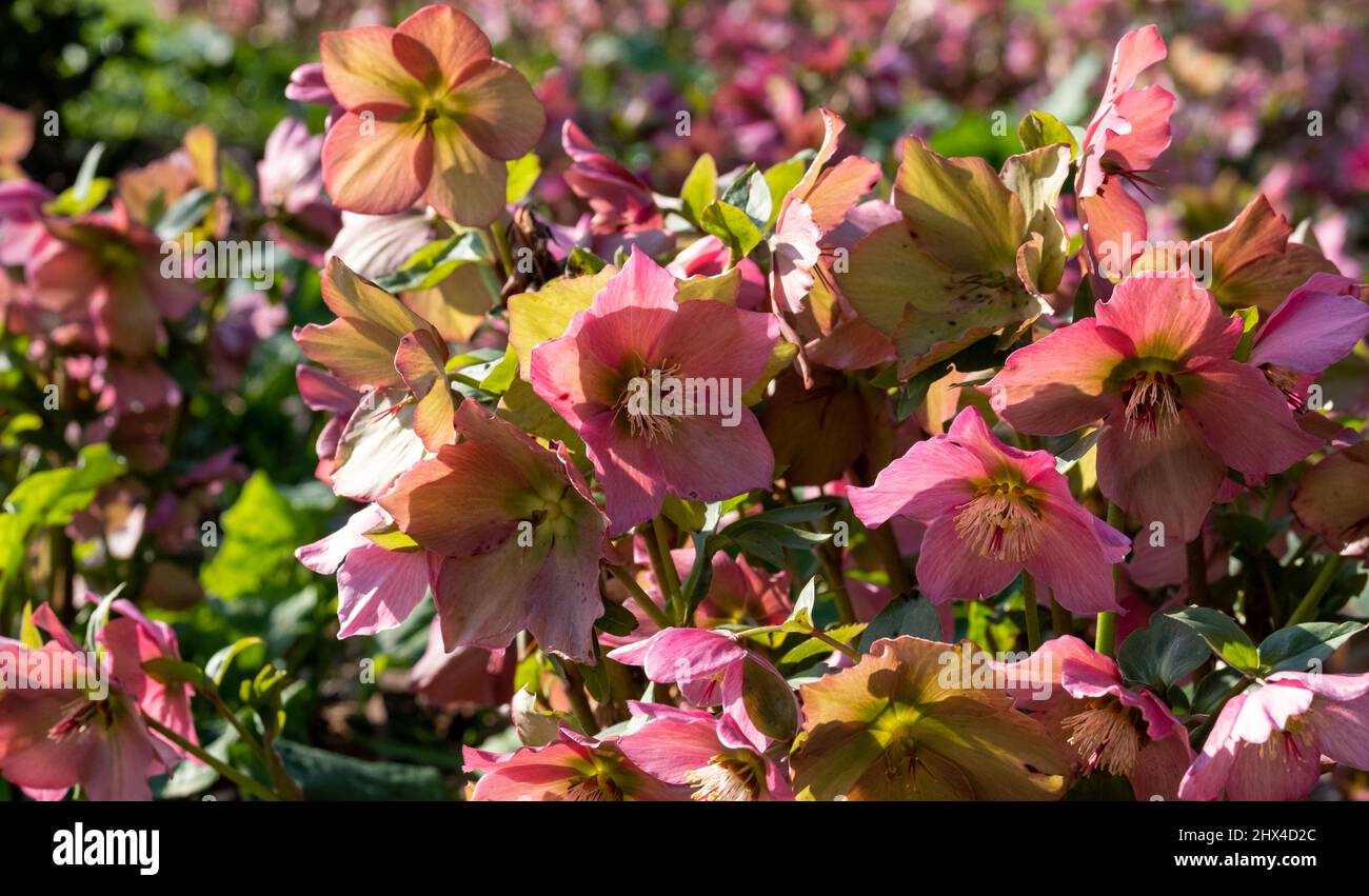 Pink hellebore flowers by the name Helleborus Walberton's Rosemary ...
