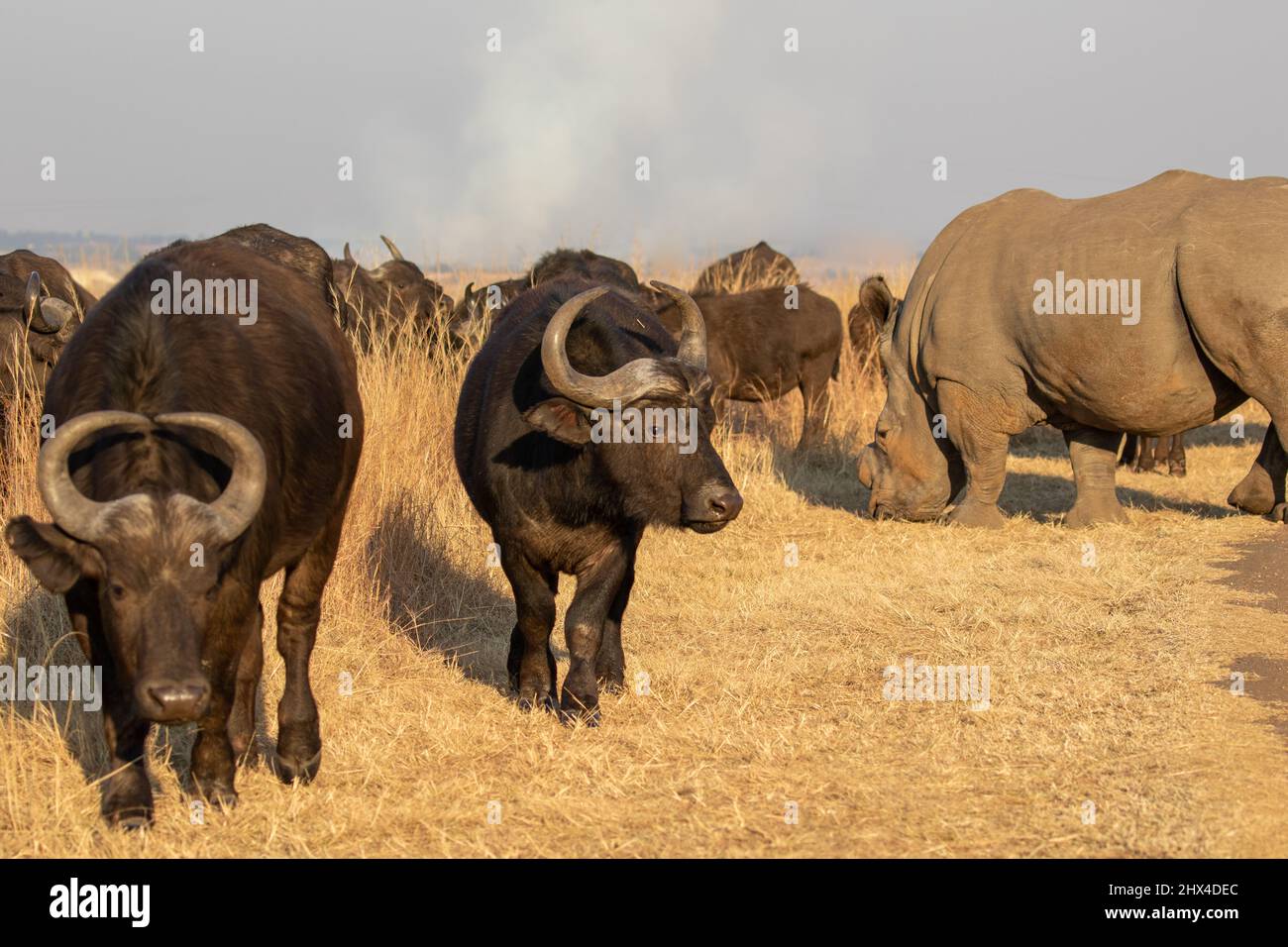 White Rhino entering Buffalo herd, South Africa Stock Photo - Alamy White Rhino entering Buffalo herd, South Africa Stock Photo - Alamy