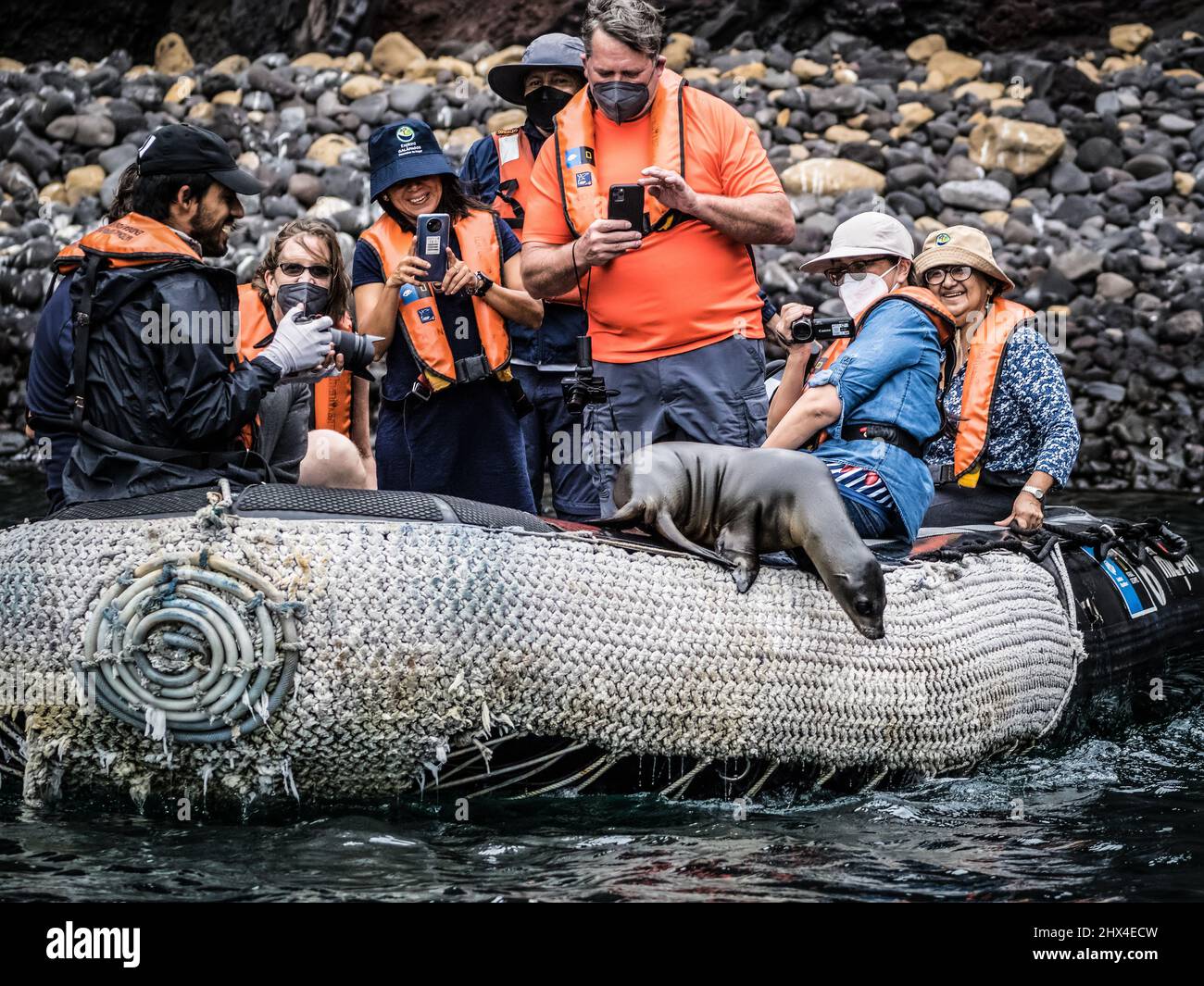 A sea lion joins a group of tourists in their inflatable Zodiac, Galapagos, Ecuador Stock Photo