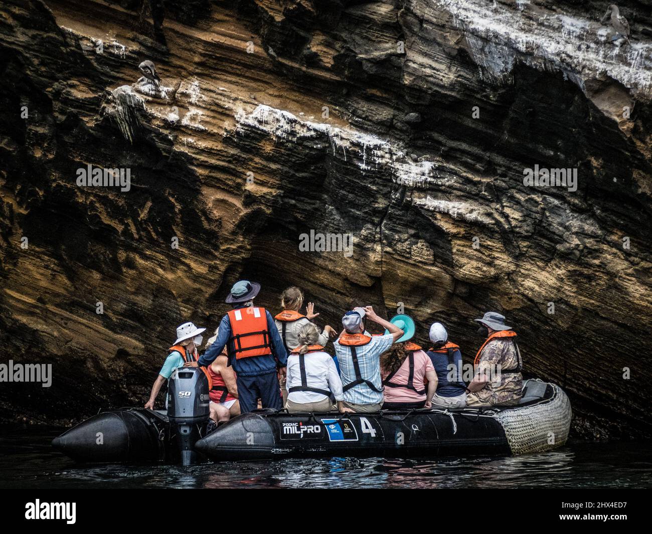 Tourists in a Zodiac boat view a blue-footed booby at Isla Isabela Galapagos, Ecuador Stock Photo