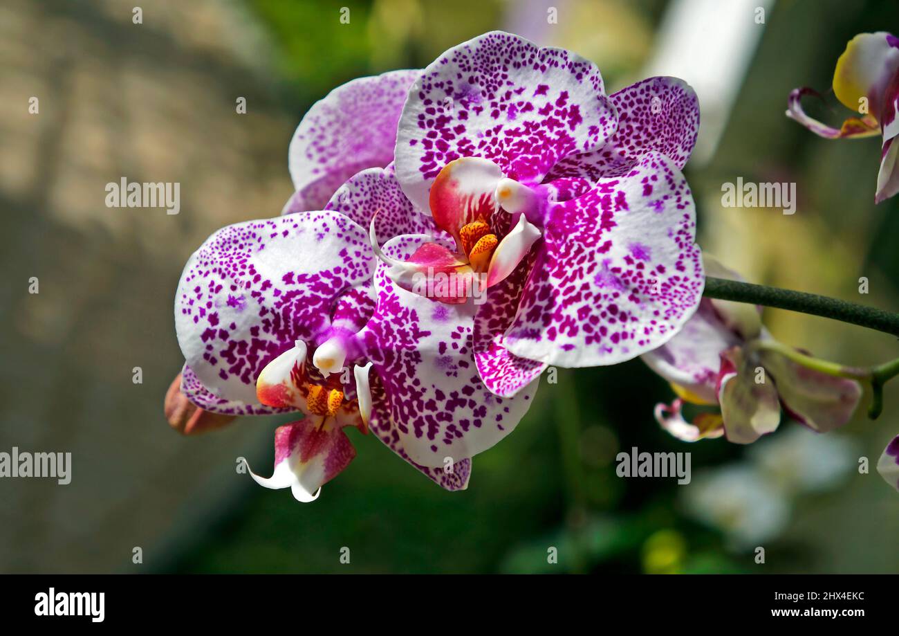 Bicolor orchids (Doritaenopsis Leopard Prince) on greenhouse, Rio, Brazil Stock Photo