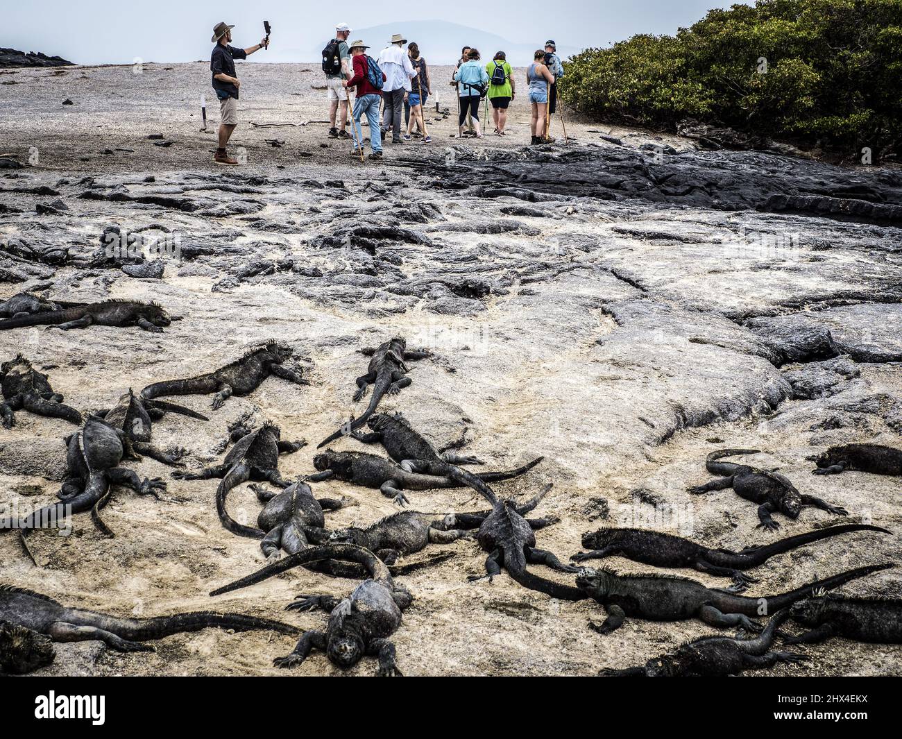 Marine Iguanas examine tourists on on Fernandina Island, Galapagos, Ecuador Stock Photo