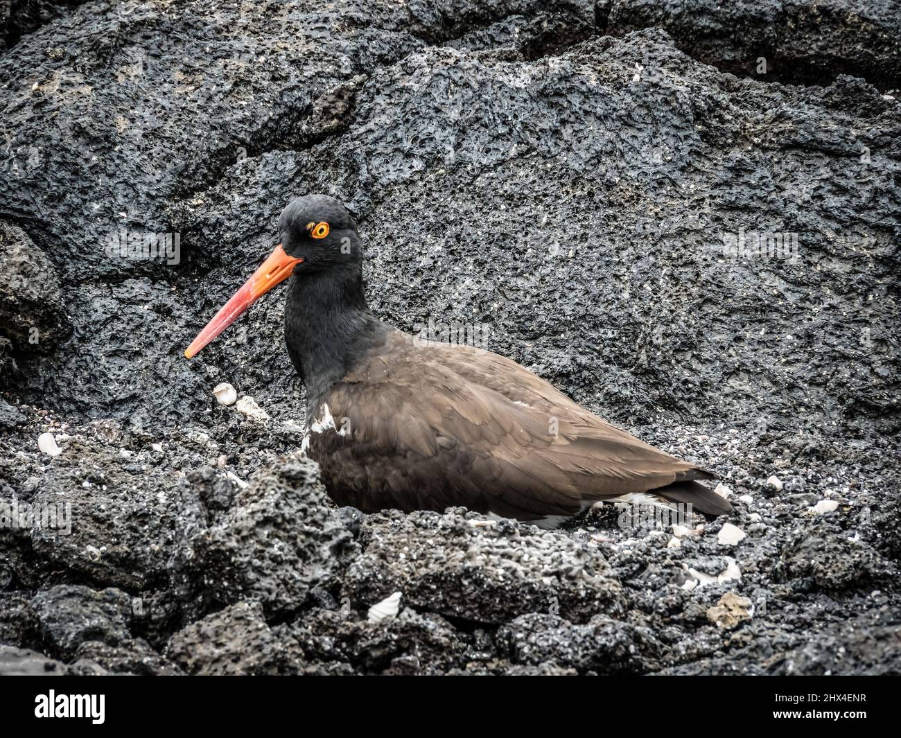 Oystercatcher bird, Fernandina Island, Galapagos, Ecuador Stock Photo