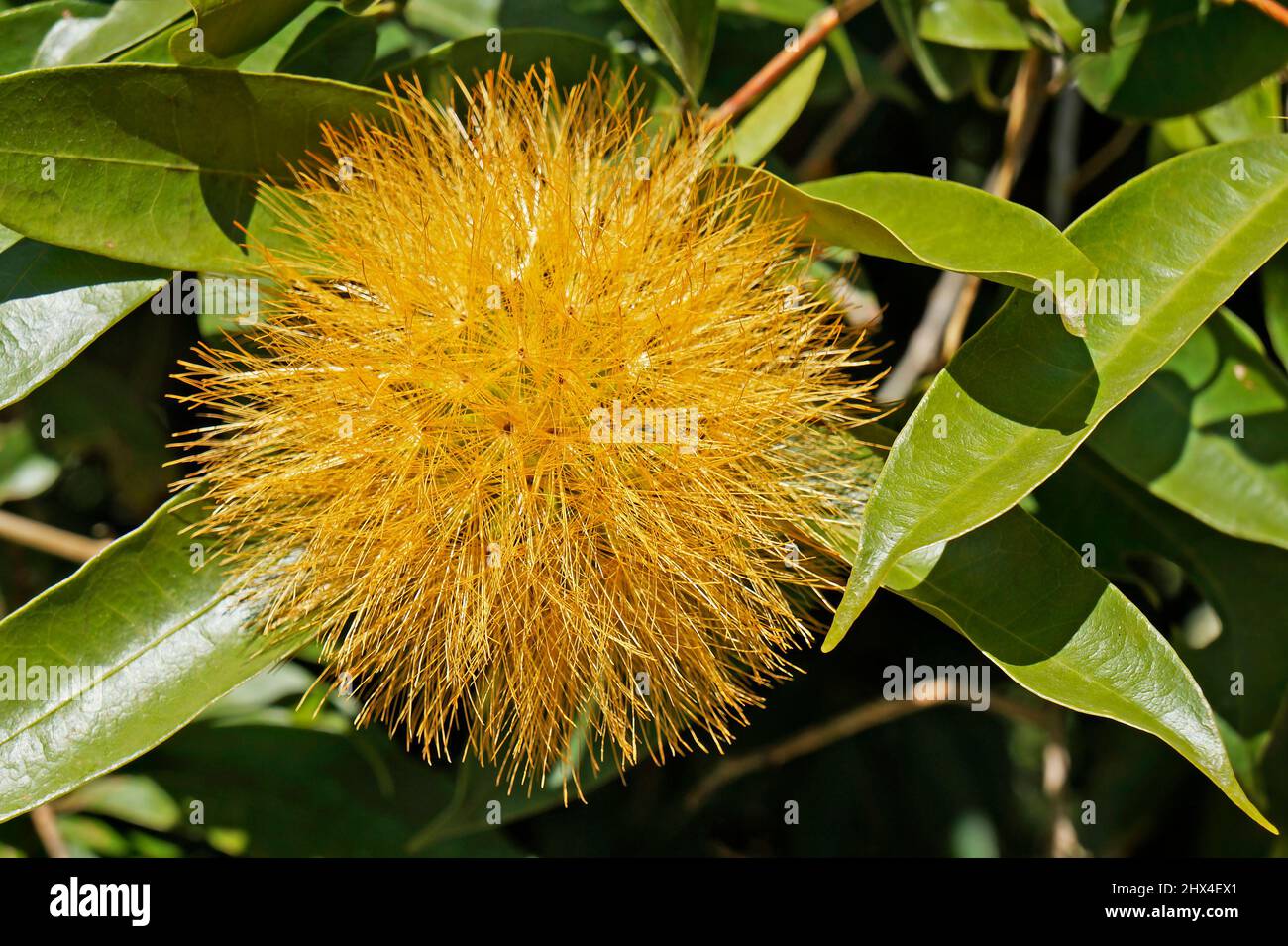 Yellow Powder Puff flower (Stifftia chrysantha Stock Photo Alamy