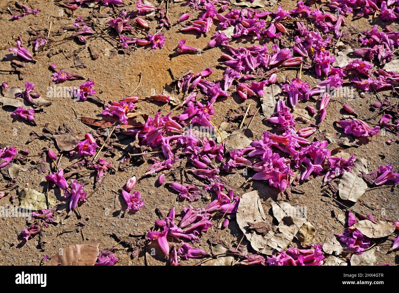 Pink ipe or pink trumpet tree flowers (Handroanthus impetiginosus) on soil Stock Photo