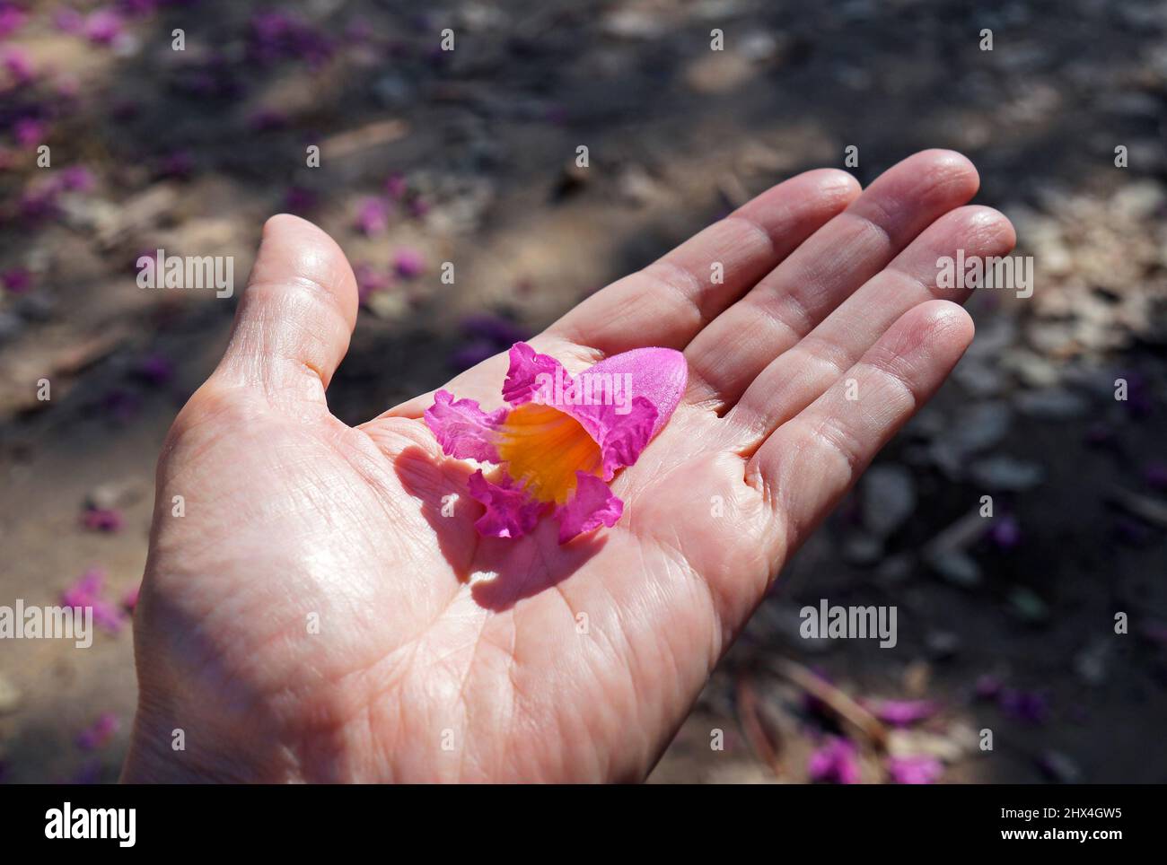 Pink ipe or pink trumpet tree flower, (Handroanthus impetiginosus) on hand Stock Photo