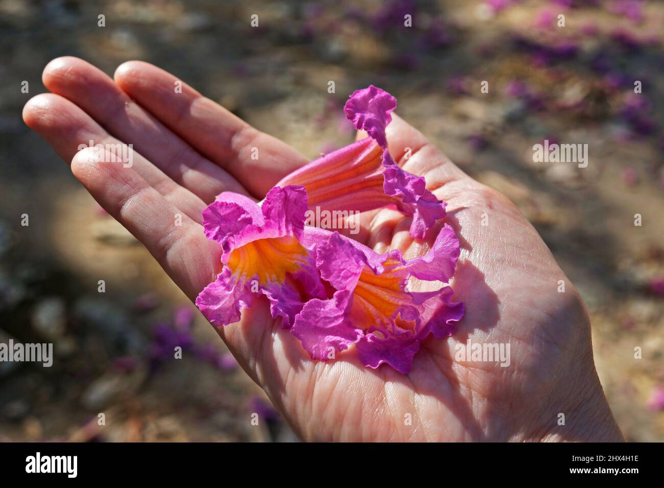 Pink ipe or pink trumpet tree flowers, (Handroanthus impetiginosus) on hand Stock Photo