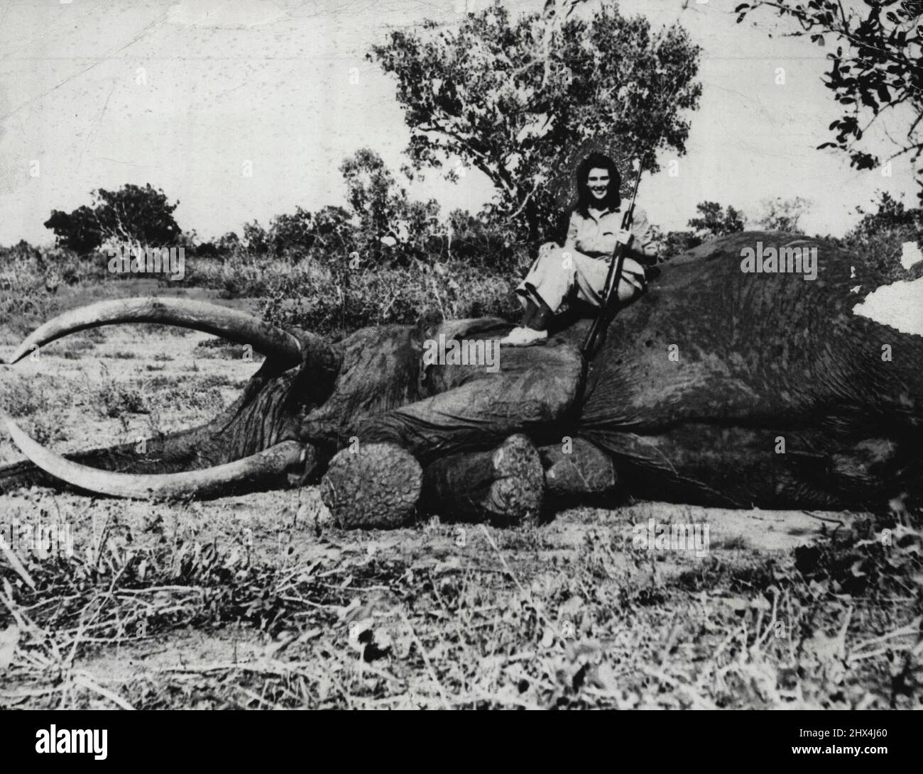 Young Huntress Bags Huge Elephant. Virginia Walton Brooks, 14-year-old daughter of Mr. and Mrs. Berry Boswell Brooks, of Memphis, Tenn., sits on a huge elephant she bagged, July 15, on her first big game hunt in Kenya Colony, East Africa. Virginia, who arrived in New York City, Aug. 21, with her parents, from Africa, carried a letter from the head game warden of Kenya Colony which said he believed her to be the youngest girl ever to shoot an elephant. August 22, 1947. (Photo by Associated Press Photo). Stock Photo