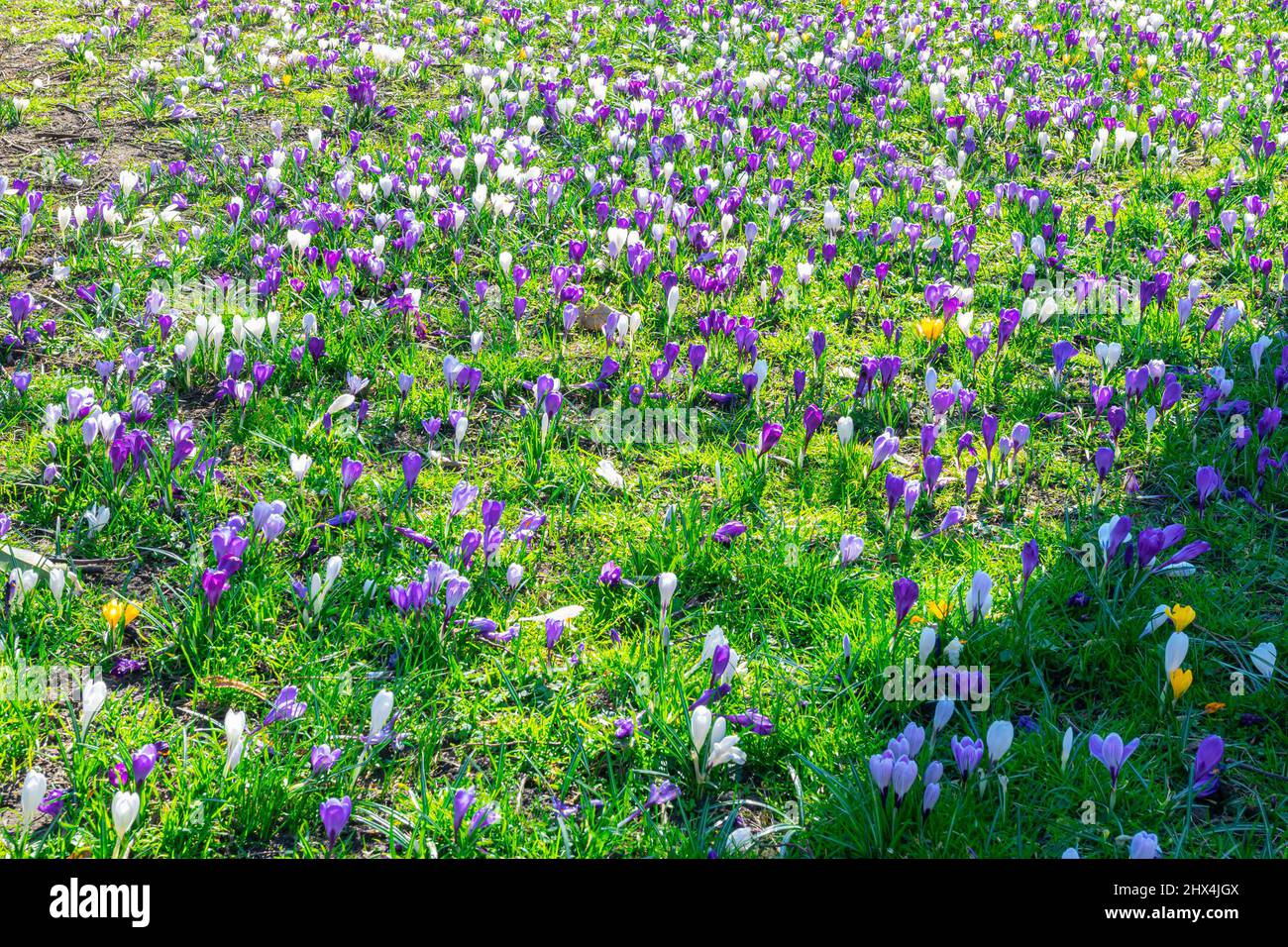 Field with many crocus flowers on a sunny day in early spring Stock Photo