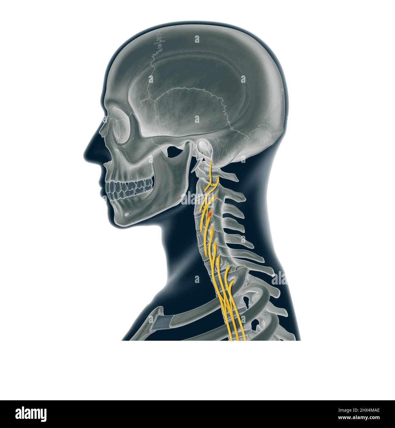 Anatomical LEGO Man Skeleton PNG Images & PSDs for Download