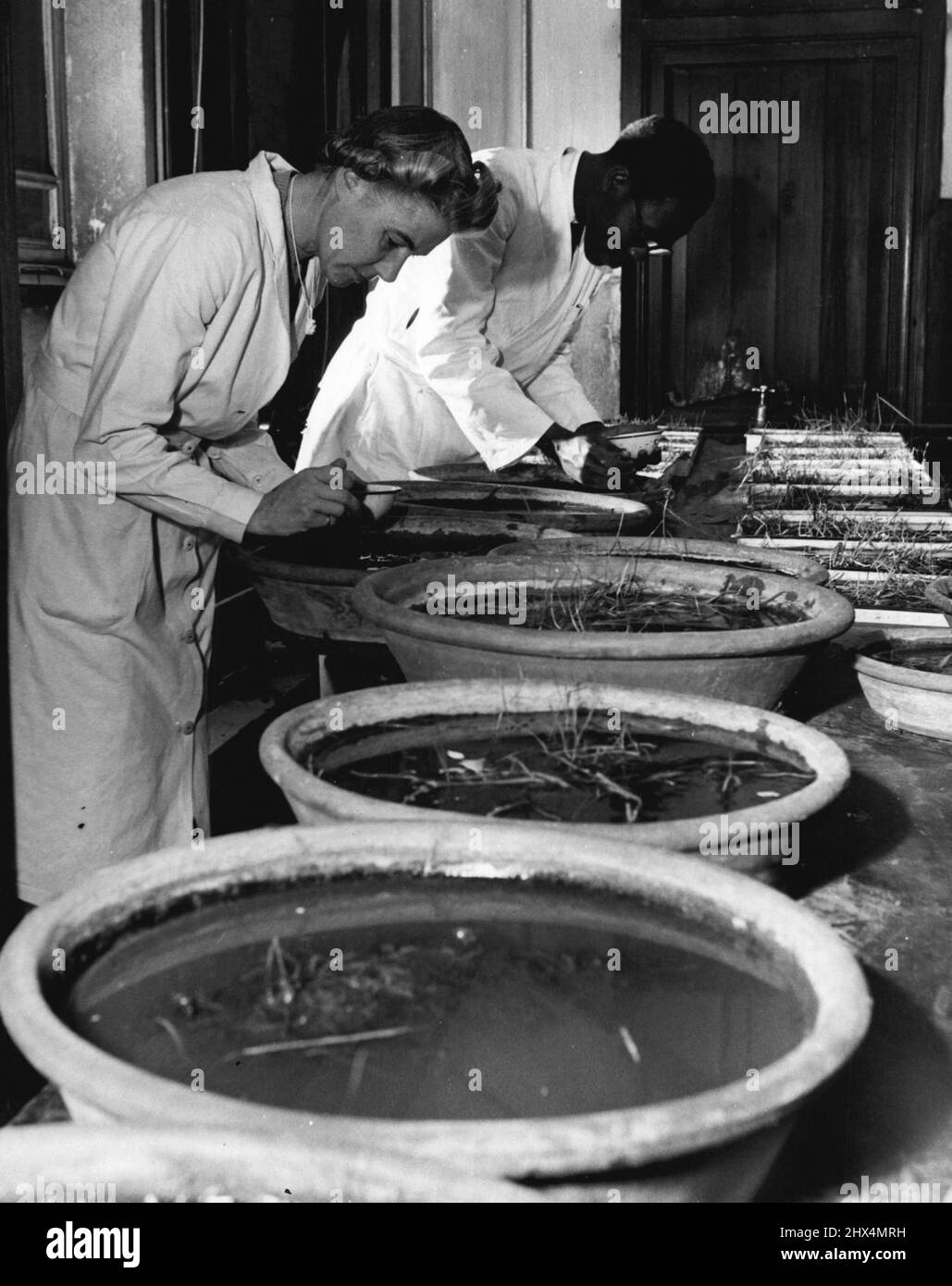 British Contributions To Tropical Health -- Here,in the Insectory, Miss Wall and a postgraduate student work with mosquito larvae, which are bred under tropical conditions of beat and humidity. Through British work there have been no serious outbreaks of yellow fever in the tropics for several years. May 1, 1951. (Photo by Central Office Of Information Photograph). Stock Photo