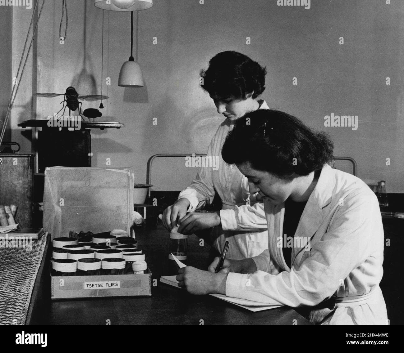 Liverpool Insect Room British Contributions To Tropical Health -- Here in the Insectory at ...