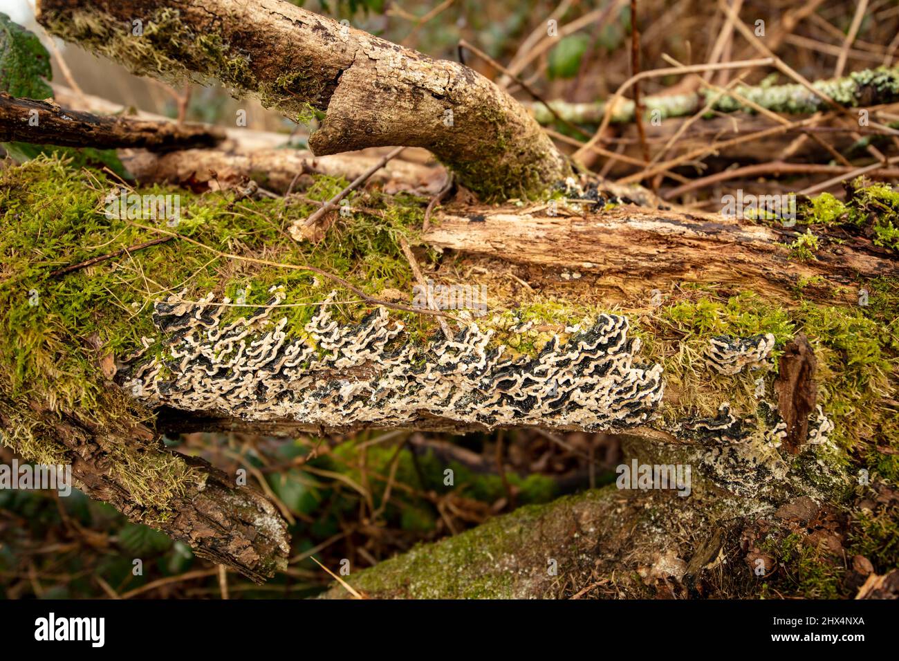 Patterns and textures in nature, intimate landscape of tree patterns