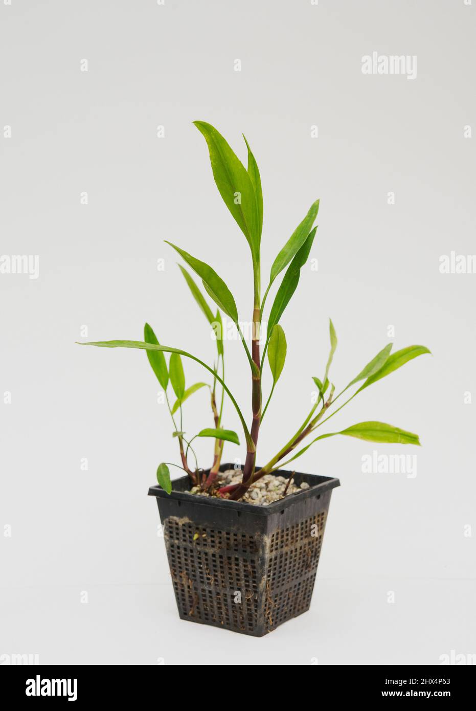 Grow container pond great spearwort Stock Photo