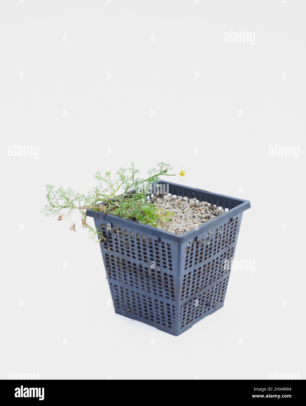 Grow container pond water crowfoot Stock Photo - Alamy