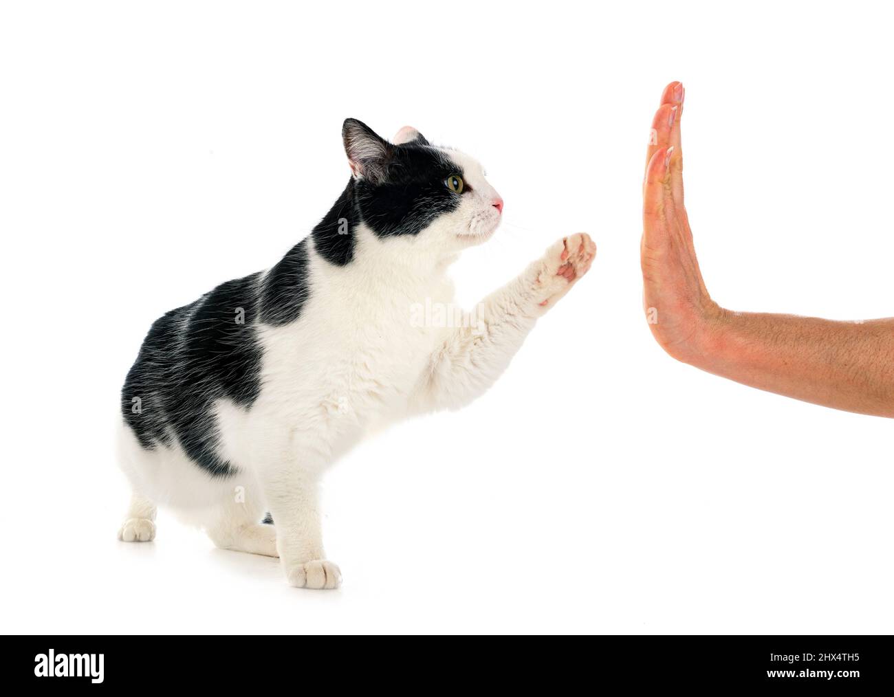 stray cat in front of white background Stock Photo