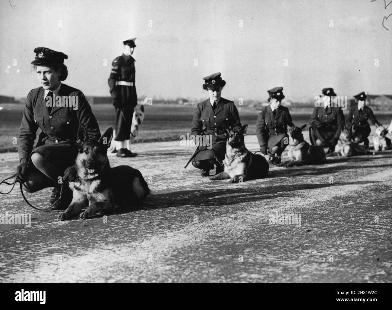 How Much Do Guard Dog Trainers Make