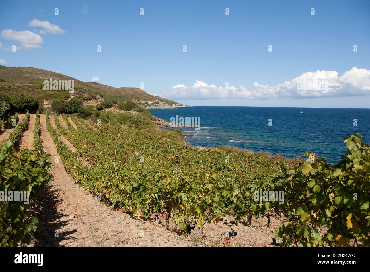 France, Corsica, Cap Corse, Domaine Venturi-Pietri, vineyards bordering the ocean Stock Photo