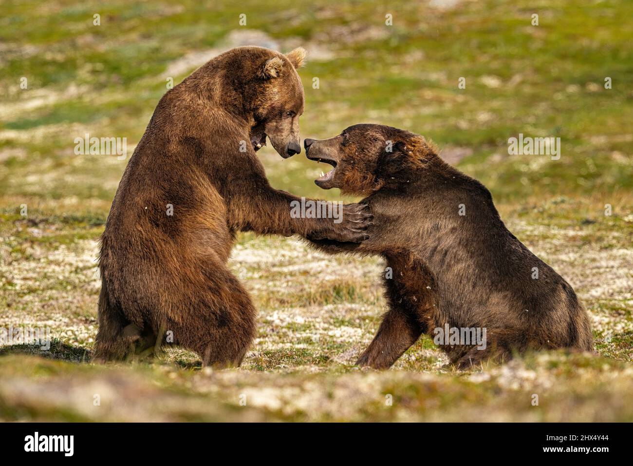 An Orphanage for Grizzly Bears, Nature and Wildlife