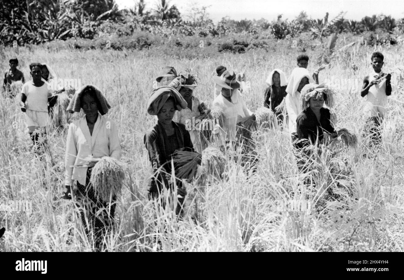 New Life for Evacuees at Seroei - Evacuees picking rice in the fields at Seroei. At Seroe, Japan Island, in Netherlands New Guinea evacuee Indonesians work with the Papuans in the rice and tobacco fields They train in the hospitals and learn industries and crafts under the guidance of NICA - Netherlands Indies Civil Administration In Seroei called ' a little bit of Java' because of its similarity to that island men and women of the Netherlands East Indies are finding peace and the training they are receiving will be immense value in the rehabilitation of the Indies. March 29, 1945. (Photo by N Stock Photo