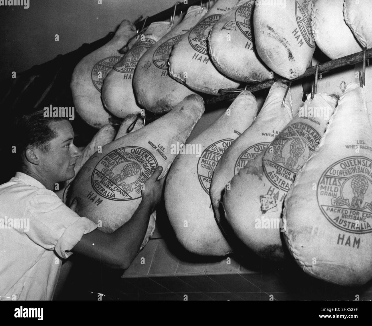 Ham for Christmas dinner Although hams like there are not plentiful they are available they are available at a higher price than last year. December 01, 1949. Stock Photo