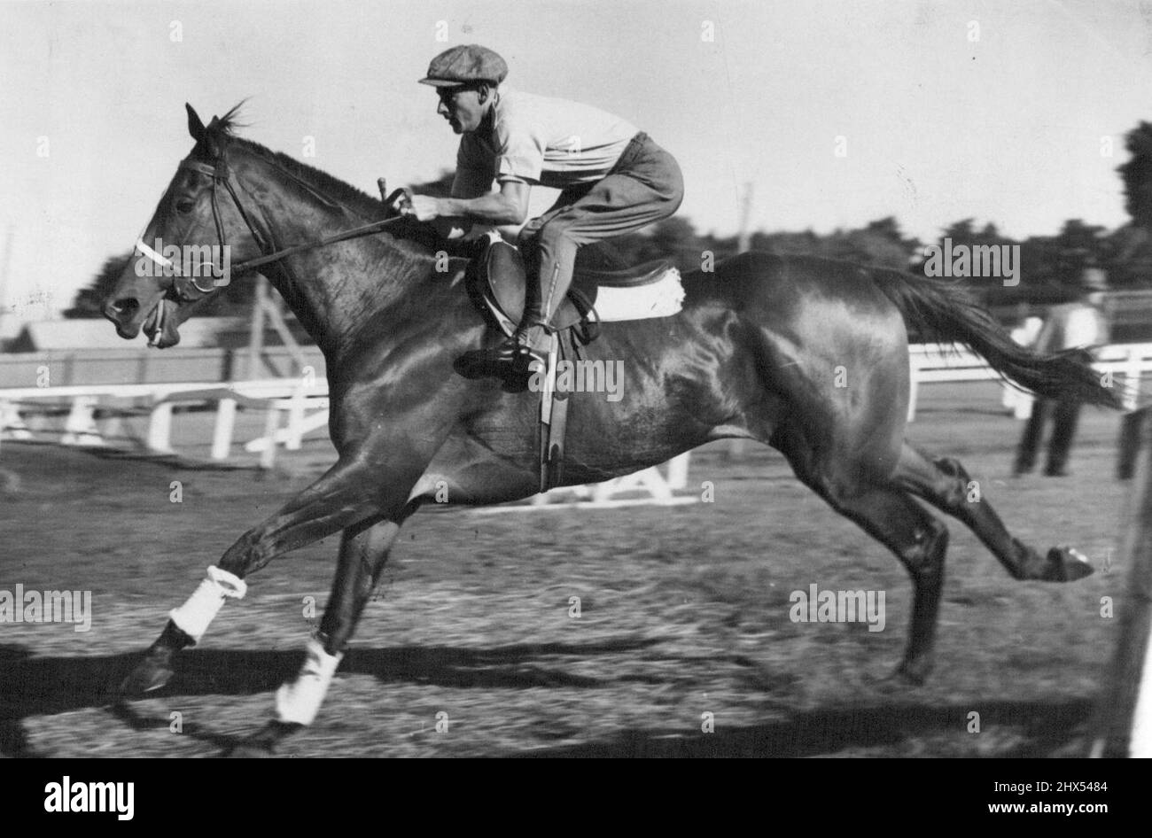 Sydney hope for tomorrow's Futurity Stakes, San Domenico, stretches out in a gallop at Caulfield. He has run brilliant trials this week. February 23, 1951. Stock Photo
